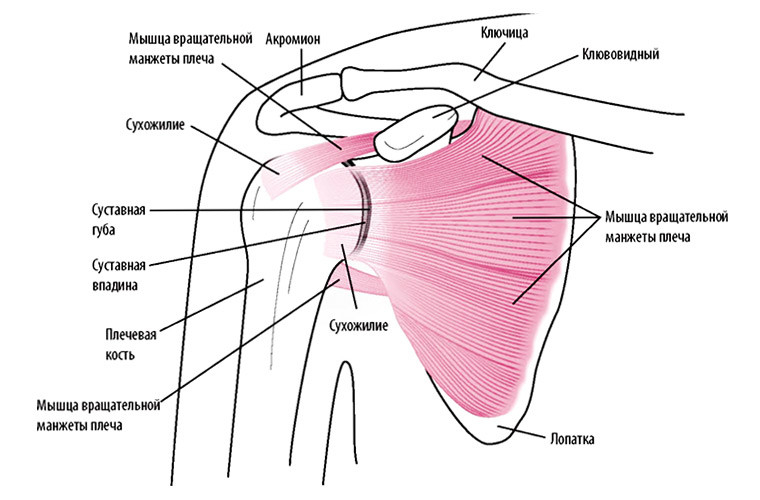 Спортивные травмы плеча - причины, травмоопасные упражнения, лечение
